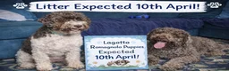 Lagotto Romagnolo dogs for sale: LAGOTTO ROMAGNOLO – EXPECTED KC REGISTERED LITTER - Advert 1
