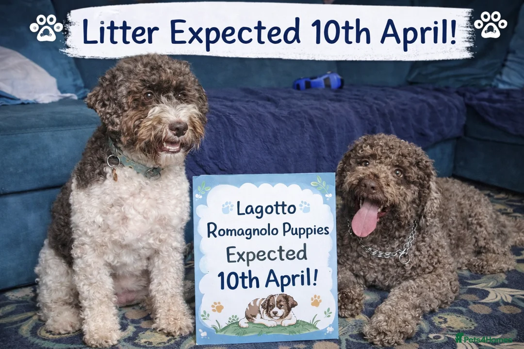 Lagotto Romagnolo dogs for sale: LAGOTTO ROMAGNOLO – EXPECTED KC REGISTERED LITTER - Advert 1