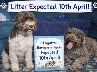 Lagotto Romagnolo dogs LAGOTTO ROMAGNOLO – EXPECTED KC REGISTERED LITTER - Advert 11