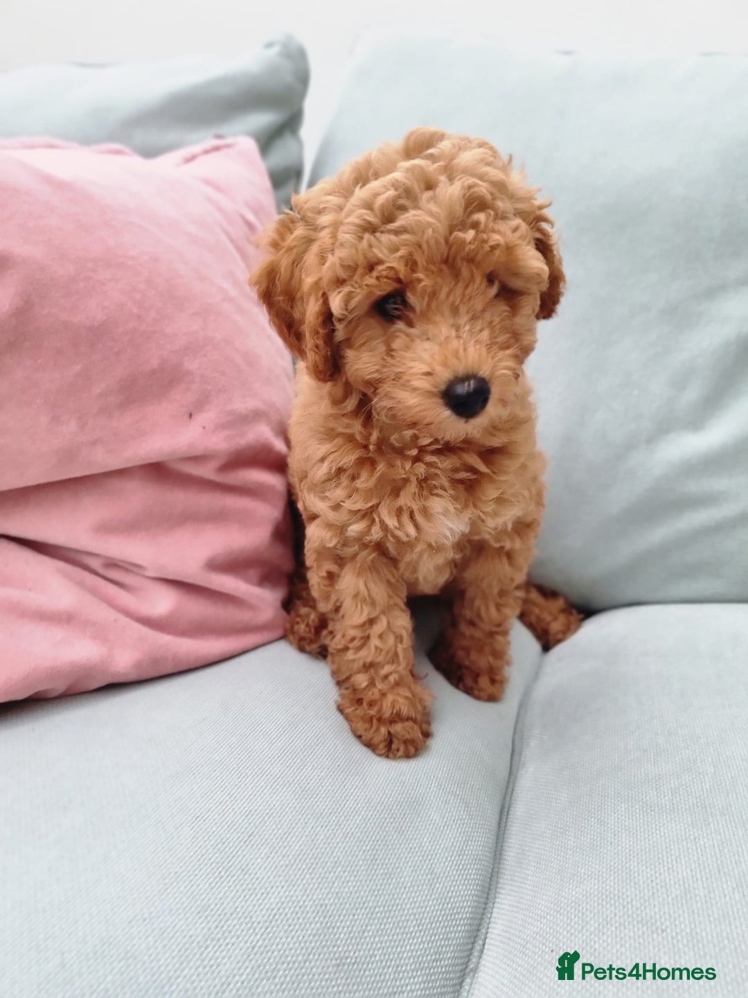 Miniature Poodle dogs for sale: READY NOW !Adorable Miniature Poodle Puppies! in London - Image 12