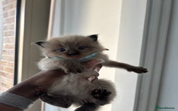 Ragdoll cats for sale:  Gorgeous fluffy chocolate ragdoll kittens🐾🥹 - Image 8