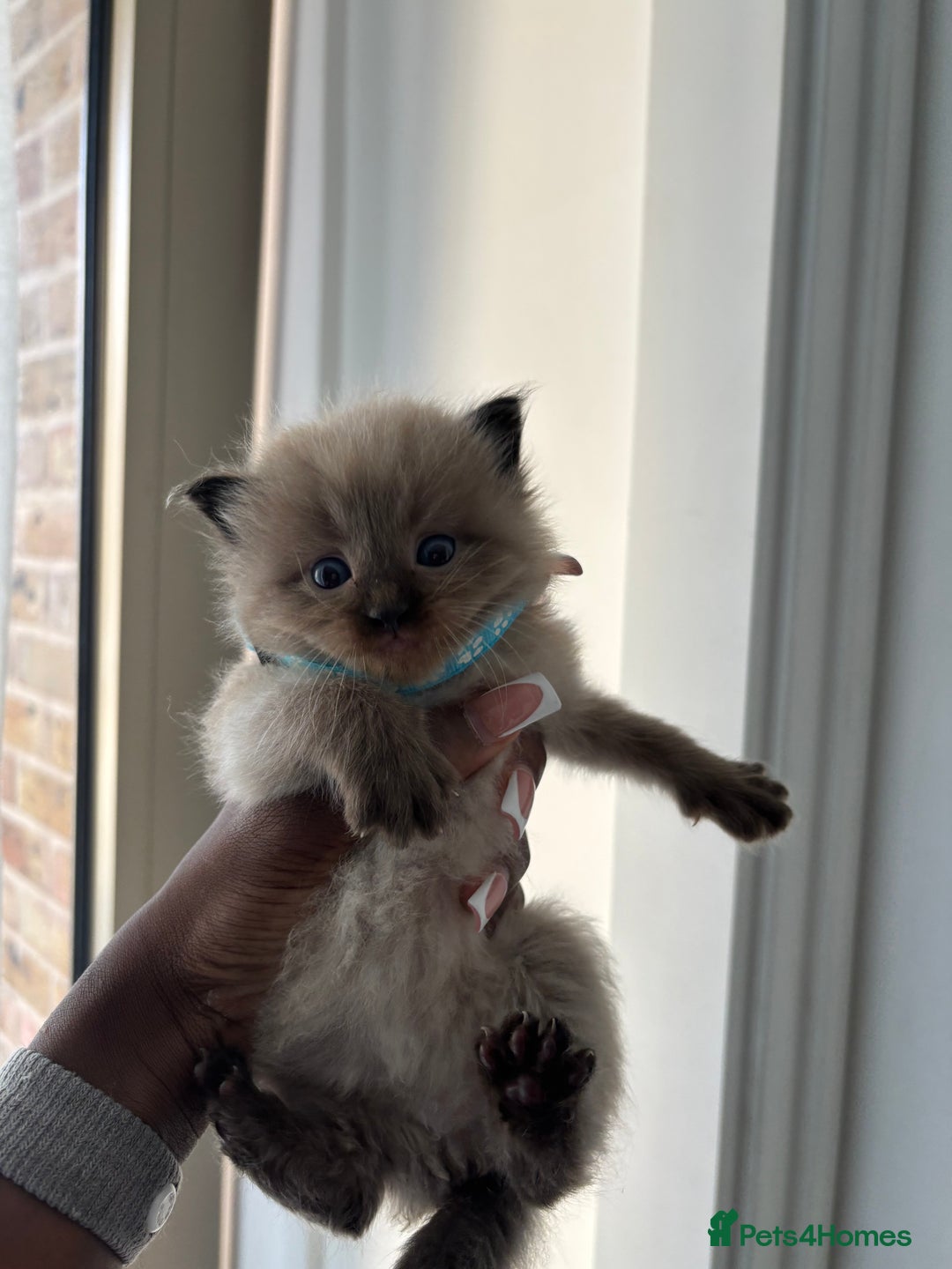 Ragdoll cats for sale:  Gorgeous fluffy chocolate ragdoll kittens🐾🥹 - Image 8