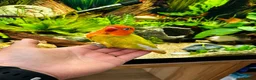 Lovebirds birds for sale: Stunning DNA SEXED MALE LOVEBIRDS  - Advert 2