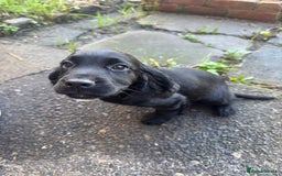 Cocker Spaniel dogs for sale: REDUCED KC Cocker Spaniel Boy £700 - Image 7