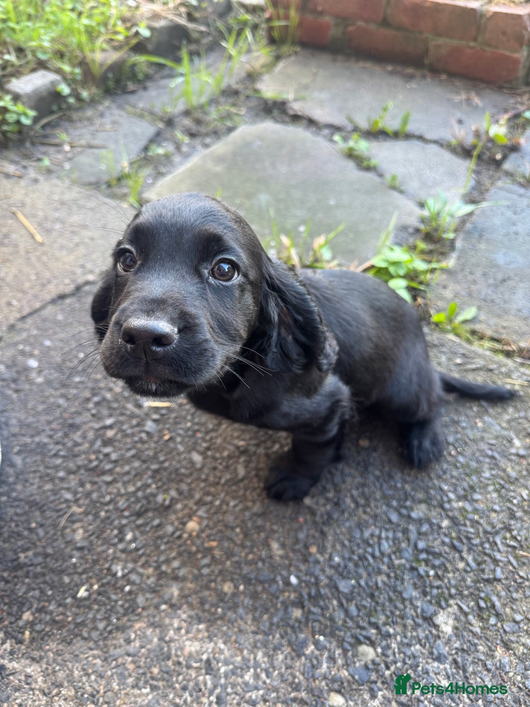 Cocker Spaniel dogs for sale: REDUCED KC Cocker Spaniel Boy £700 - Image 7