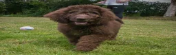 Saint Berdoodle dogs for sale: Premium St Berdoodle Puppies  - Advert 8