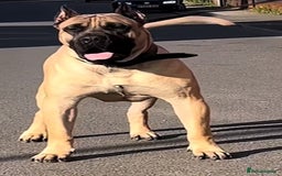 Presa Canario dogs for sale: Presa canario - Image 4