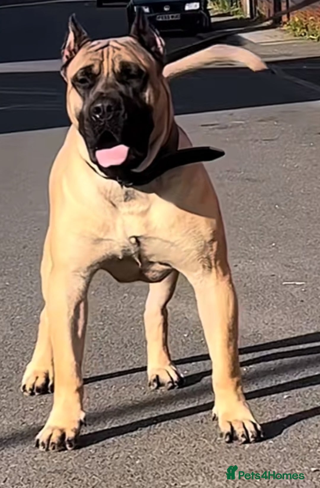 Presa Canario dogs for sale: Presa canario - Image 4