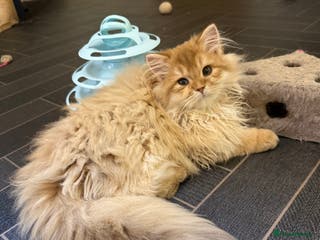 British Shorthair cats GCCF reg BLH Last Chocolate Golden Male Kitten - Advert 18