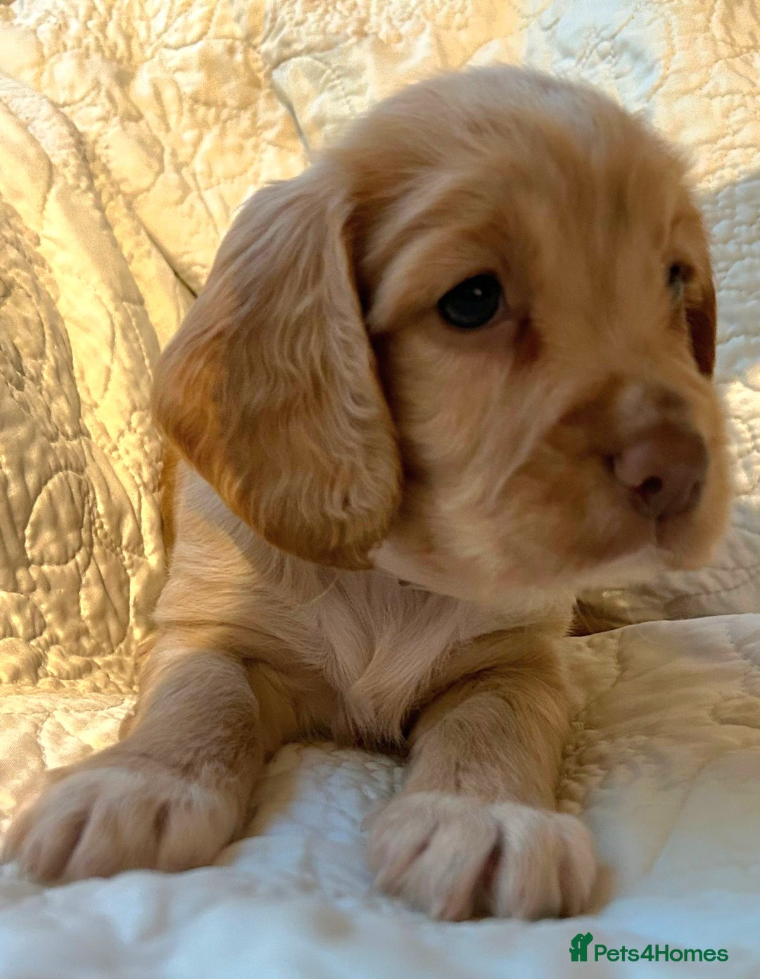 Cocker Spaniel dogs for sale: HEALTH CHECKED KC REG WORKING COCKER SPANIELS  - Advert 21