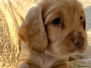 Cocker Spaniel dogs HEALTH CHECKED KC REG WORKING COCKER SPANIELS - Advert 4