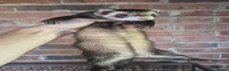 Ferret rodents for sale: Ferrets European polecat hob and polecat jill  - Advert 8