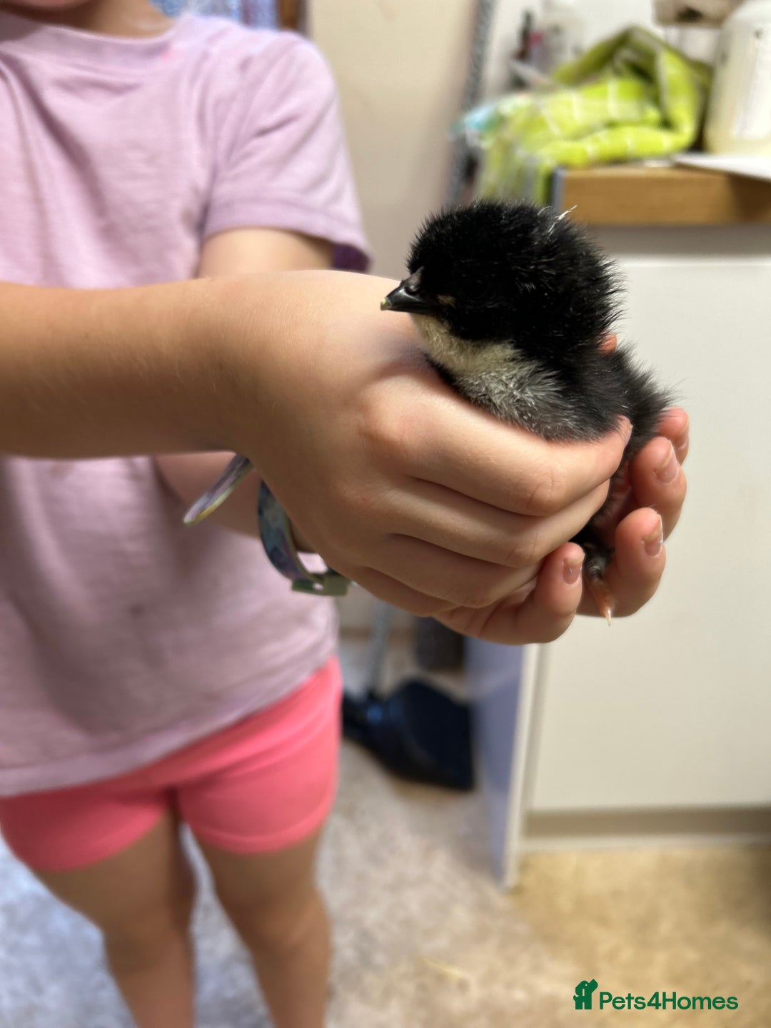 Chickens poultry for sale: Large Fowl Hybrid Chicks For Sale. Day olds  - Image 5