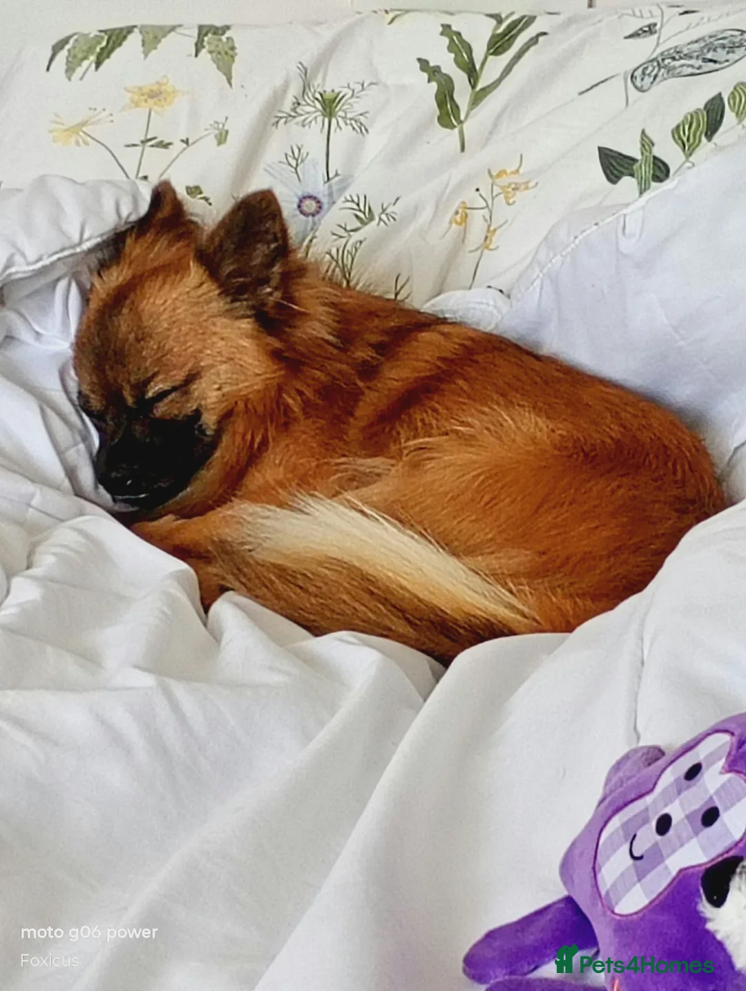 Pomchi dogs for sale: 18mth Red Fox Pomchi needs loving home - Advert 2