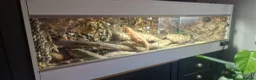 Bearded Dragon reptiles for sale: Bearded Dragon  in Bolton - Advert 6