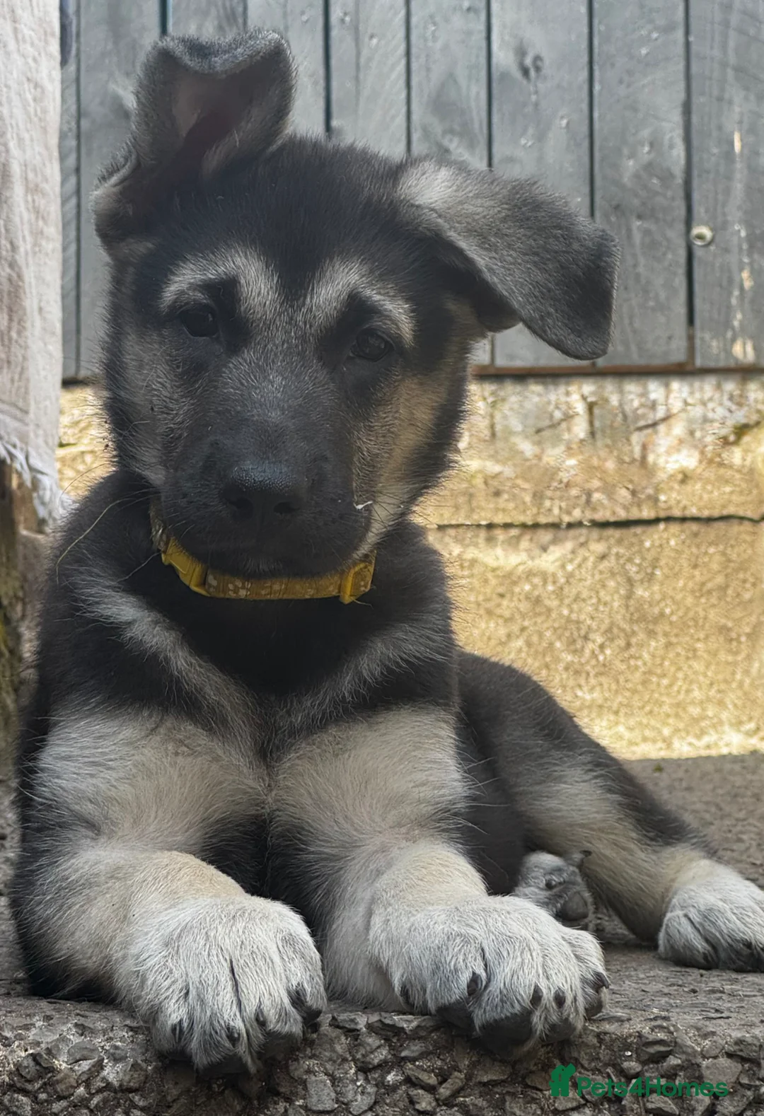 Mixed Breed dogs for sale: German shepherd x White Swiss shepherd  in Tonypandy - Advert 2