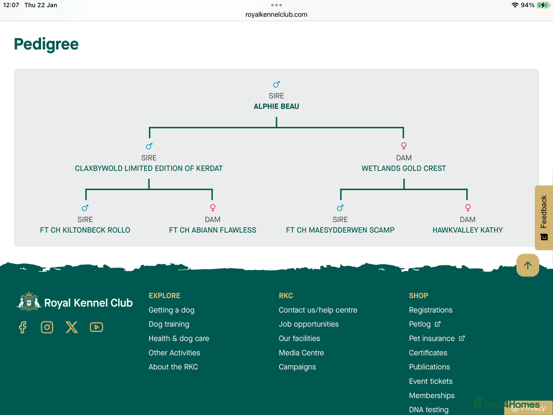 Cocker Spaniel dogs for sale: KC registered working cocker spaniel puppies  - Advert 10