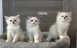 Ragdoll cats for sale: Attention🎈Rare Kitten  - Image 22