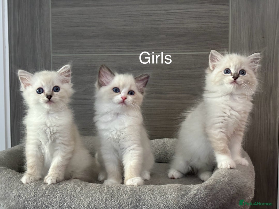 Ragdoll cats for sale: Attention🎈Rare Kitten  - Image 22