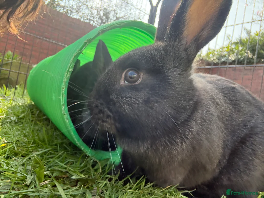 New Zealand rabbits for sale: New Zealand black buck  - Advert 3