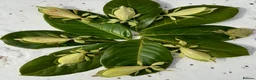 Stick Insects invertebrates for sale: Leaf insects (phyllium philippinicum) stick insect - Advert 3