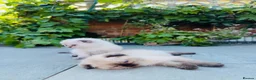 Scottish Fold cats for sale: Scottish Fold Kittens Ready For Forever Homes - Advert 8