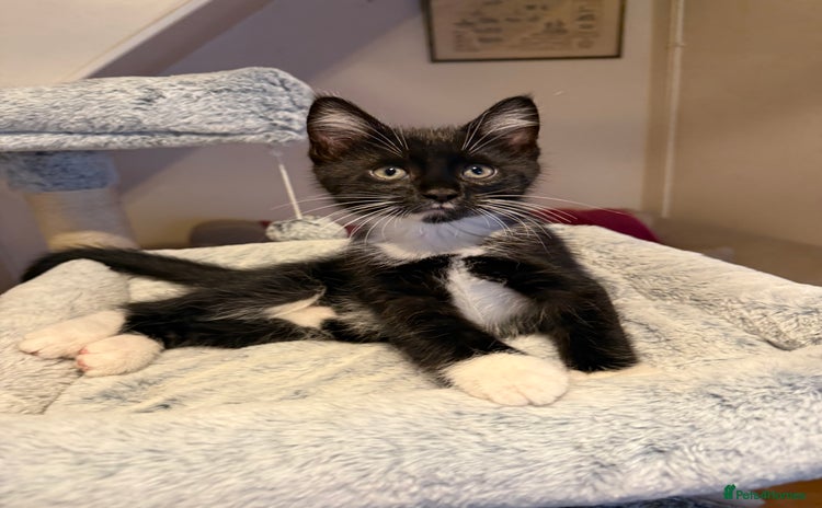 Maine Coon cats - Advert 8