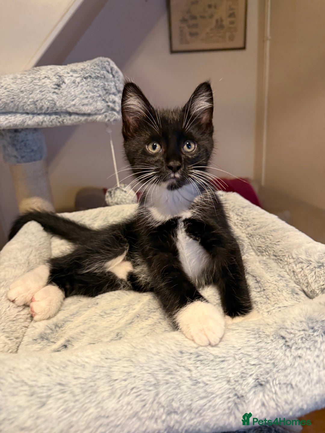 Maine Coon cats for sale: Half Maine Coon kittens**ready now** - Image 2