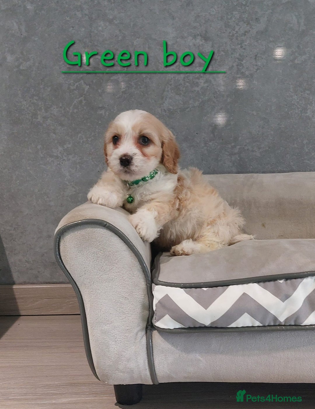 Cavachon dogs for sale: Beautiful F1 Cavachon boys 💙 - Image 10