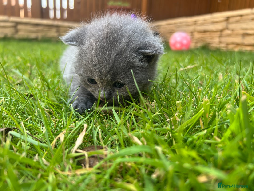 British Shorthair cats for sale: Blue British shorthair  - Image 21