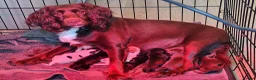 Cocker Spaniel dogs for sale: Two beautiful Cocker boys in Uttoxeter - Advert 12
