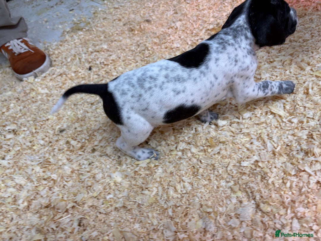 Pointer dogs for sale: English Pointer Puppies available 8th January  - Advert 18