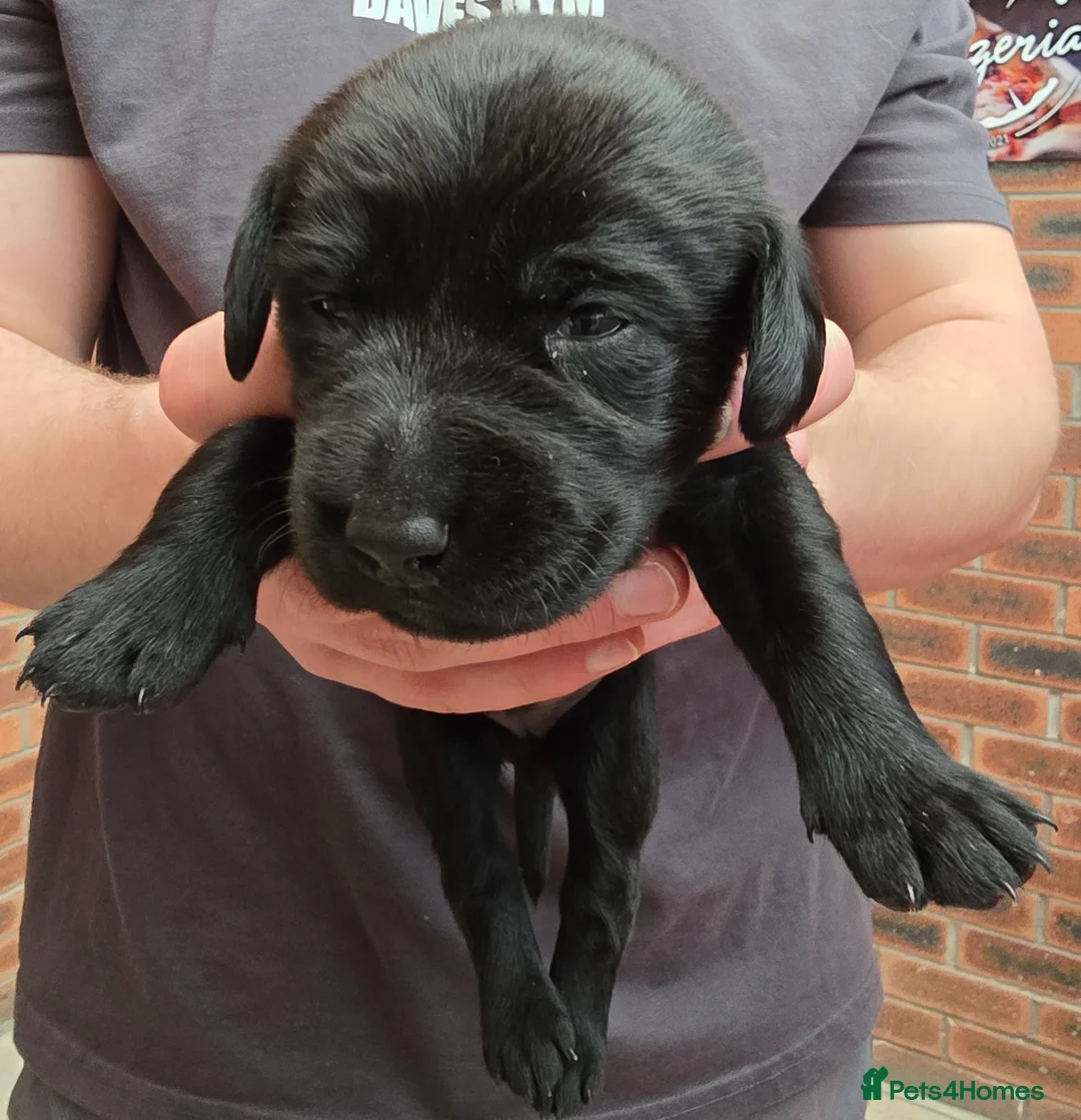 Labrador Retriever dogs for sale: 8 labrador pups bred for health and temperament! - Advert 7