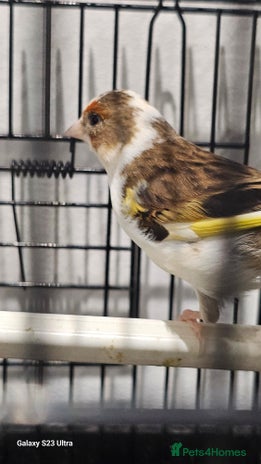 Finches birds - Advert 13