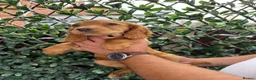 Cocker Spaniel dogs for sale: Beautiful Chunky Golden Cocker Spaniel Puppies.  - Advert 10