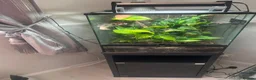 Gecko reptiles for sale: Creasted gecko  in Farnborough - Advert 3