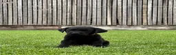 Labrador Retriever dogs for sale: Outstanding KC Reg Health Tested Black Lab Pups - Advert 8