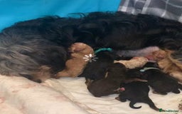 Cockapoo dogs for sale: F1b phantom/parti Cockapoos due Nov 25 - Image 2