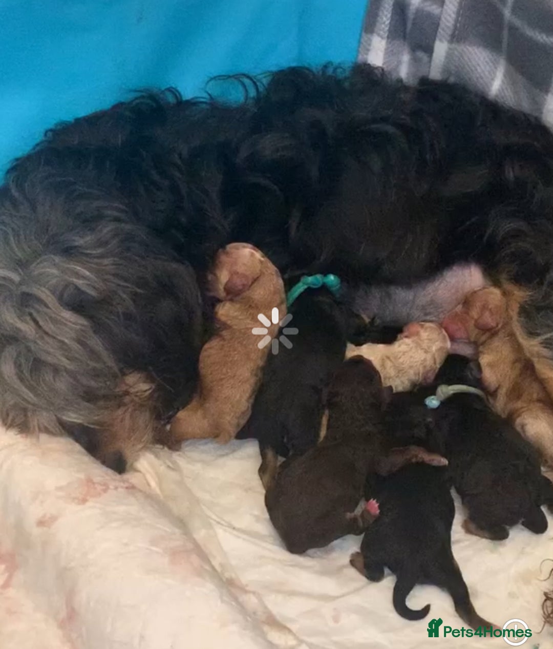 Cockapoo dogs for sale: F1b phantom/parti Cockapoos due Nov 25 - Image 2