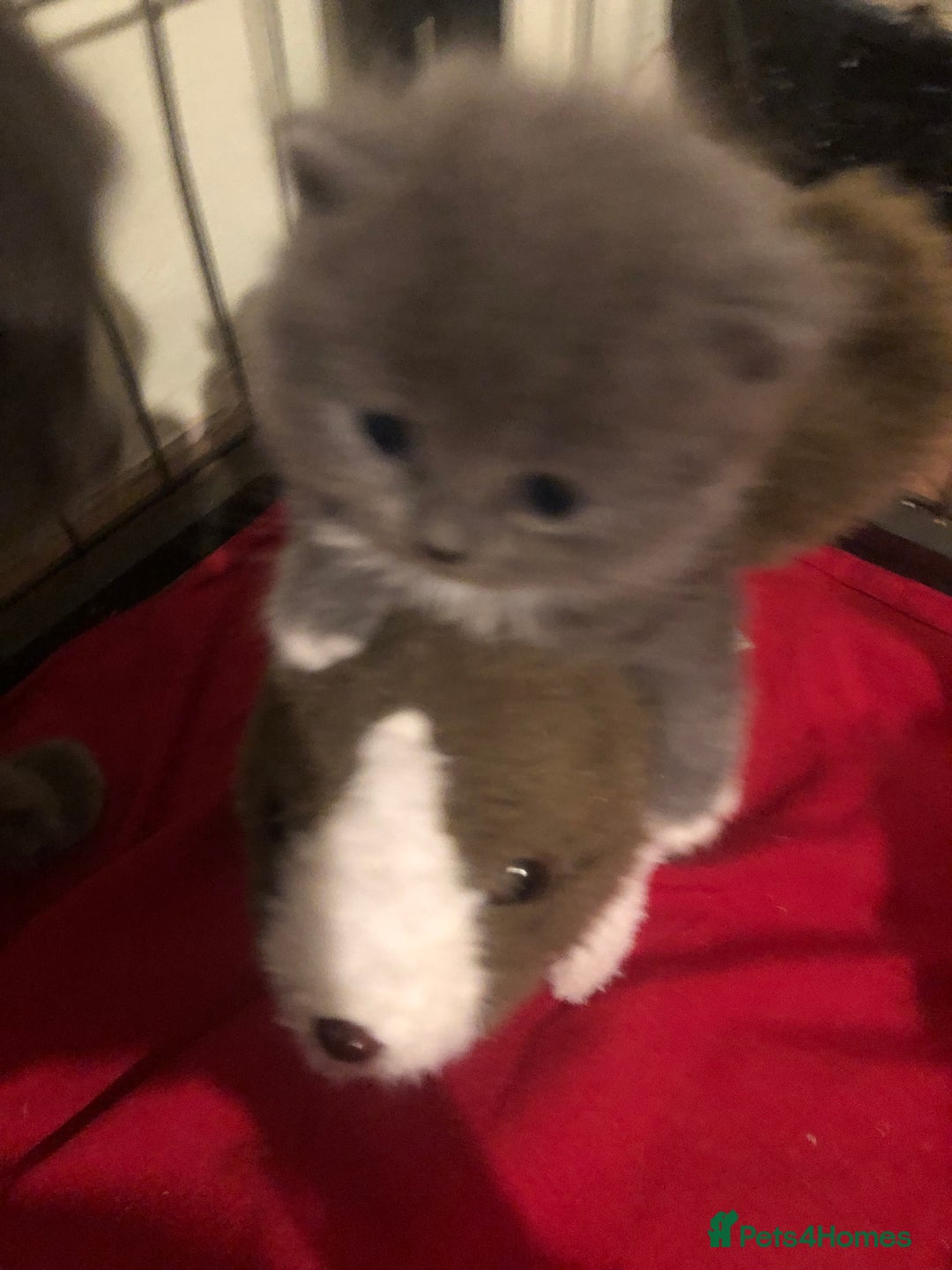 British Shorthair cats for sale: Shorthair x Maincoon kittens for sale - Image 18