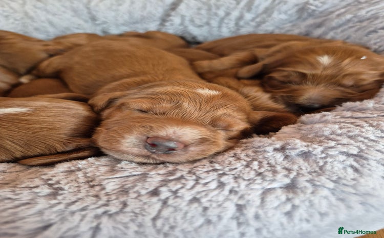 Cockapoo dogs - Advert 3
