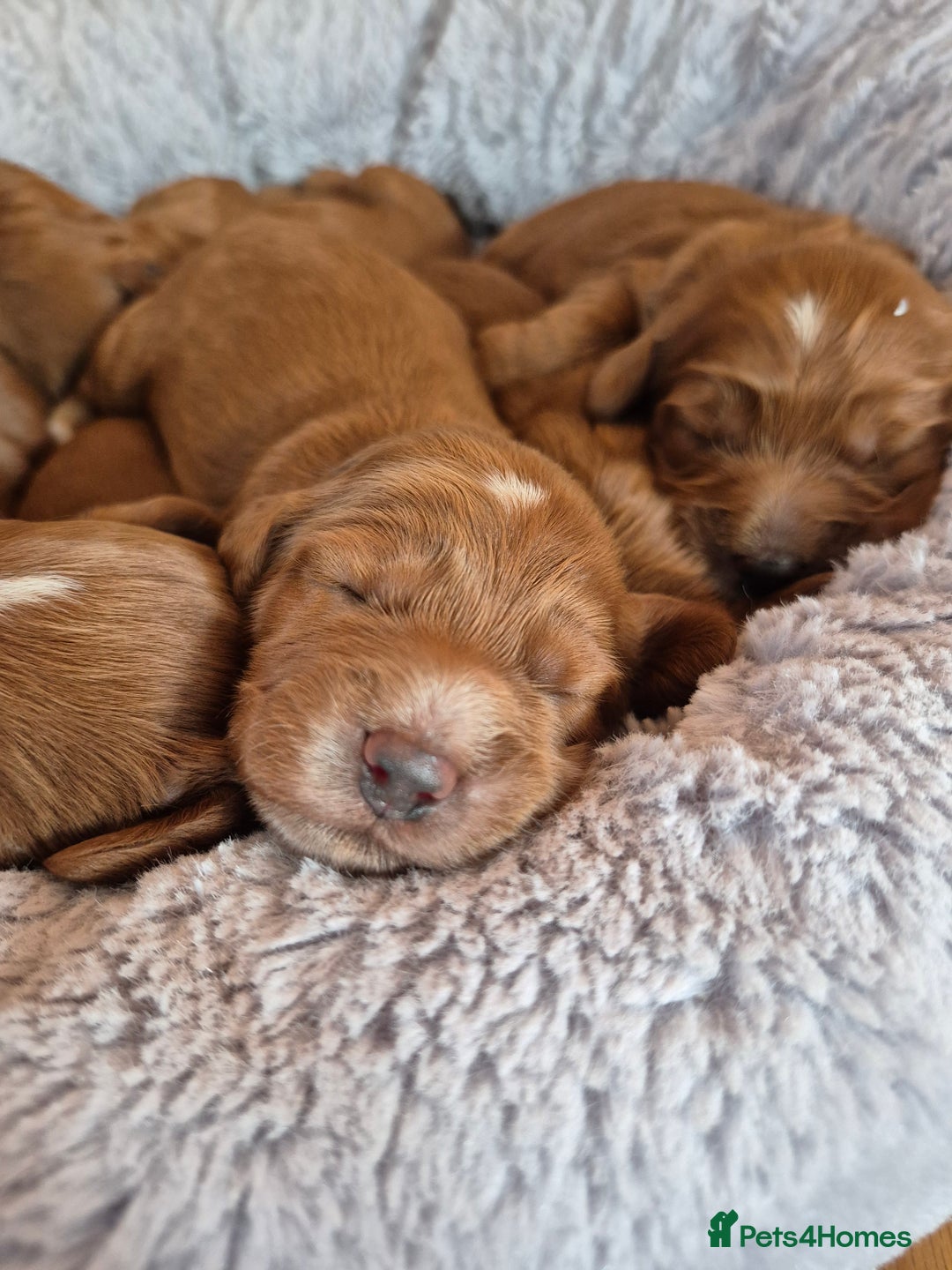 Cockapoo dogs for sale: red cockapoo f1 non fading - Image 1