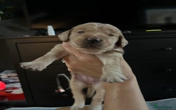 Mixed Breed dogs for sale: Beautiful Goldendoodle cross - Image 4