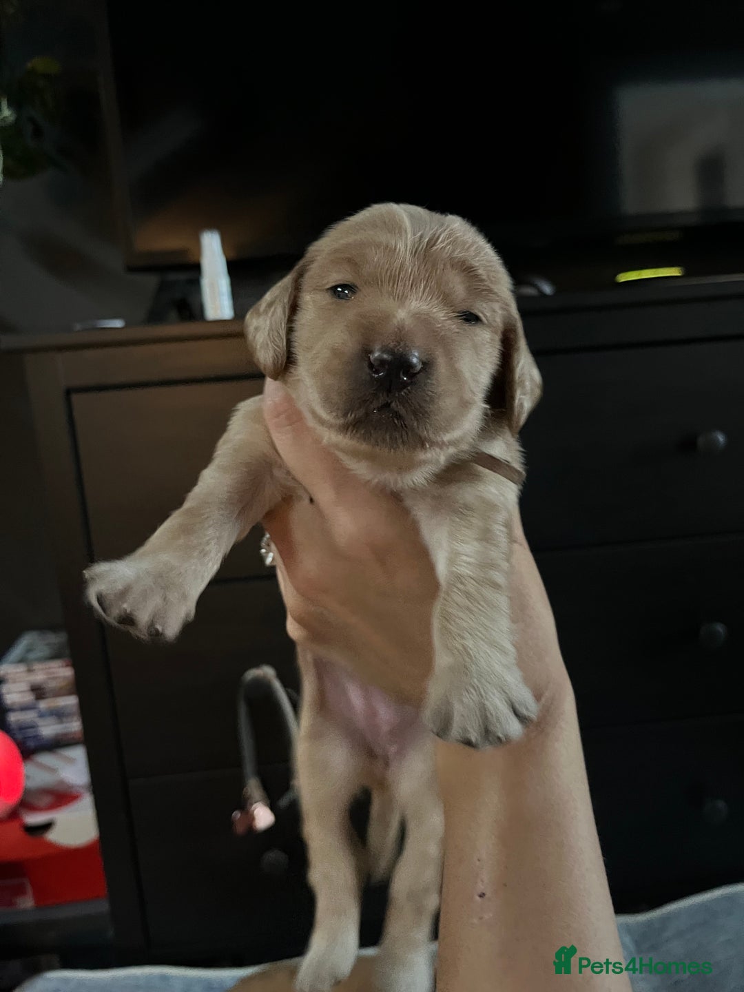 Mixed Breed dogs for sale: Beautiful Goldendoodle cross - Image 4