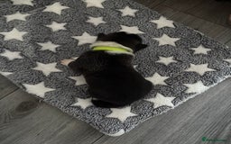 Akita dogs for sale: Akita pups Ready to leave 1st August  in Runcorn - Image 15