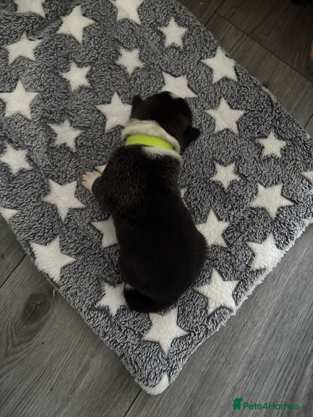 Akita dogs for sale: Akita pups Ready to leave 1st August  in Runcorn - Image 15