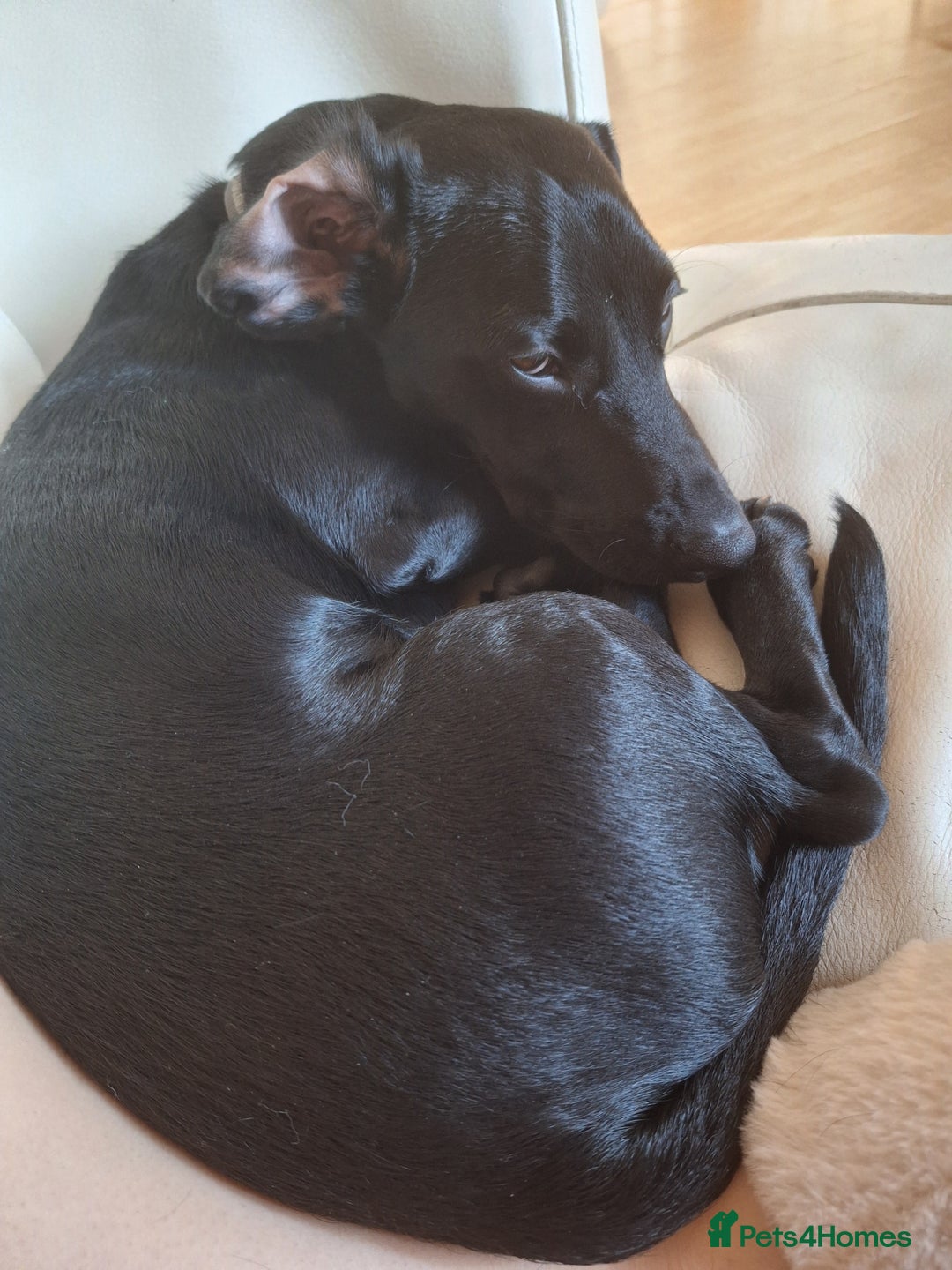 Mixed Breed dogs for sale: 8 Month Old Teddy Dachshund Cross Labrador  - Image 5