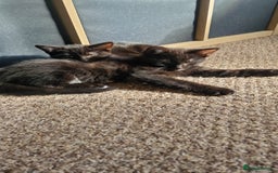 British Shorthair cats for sale: 🐾Two Adorable Kittens🐾 - Image 3