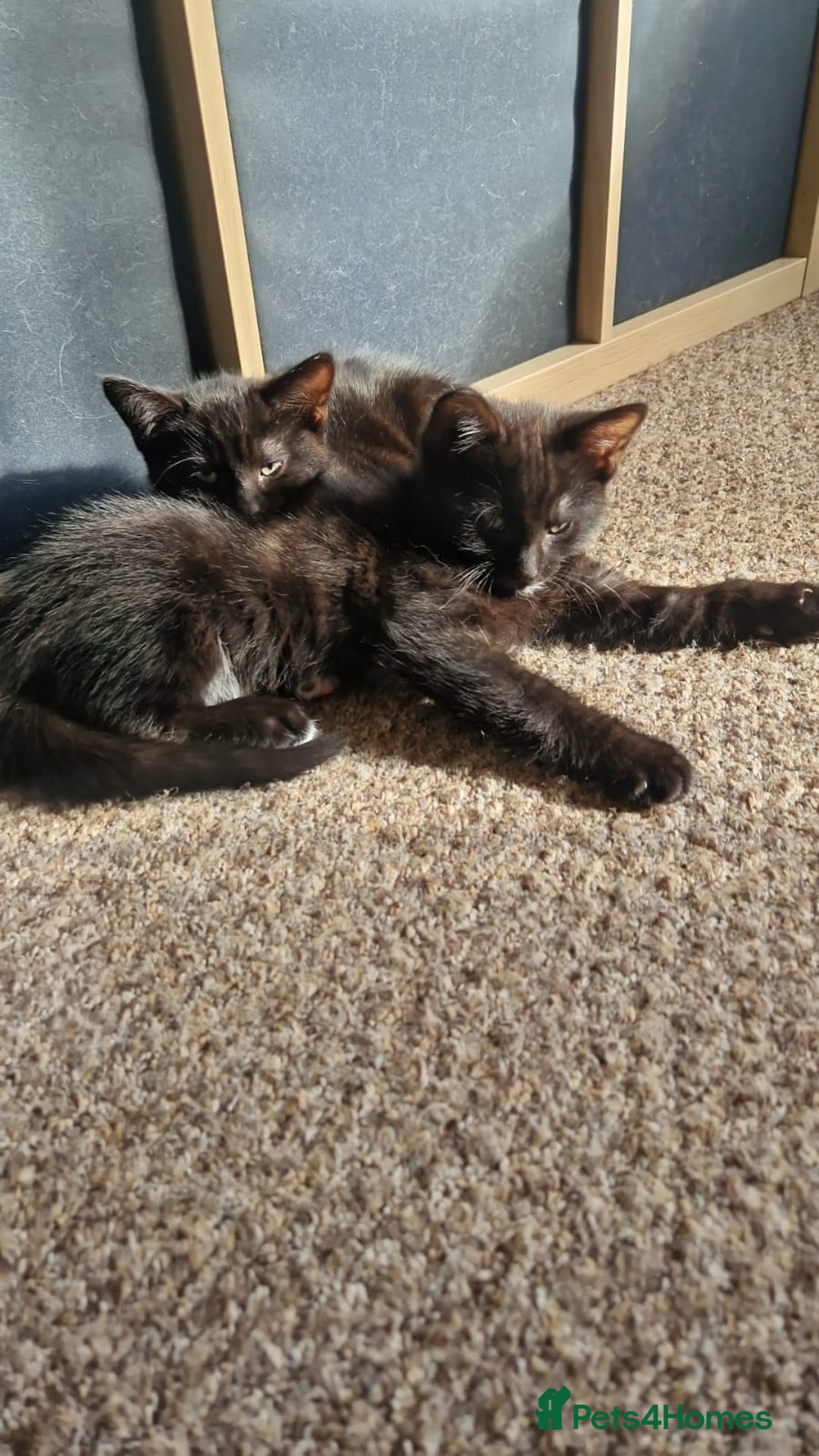 British Shorthair cats for sale: 🐾Two Adorable Kittens🐾 - Image 3