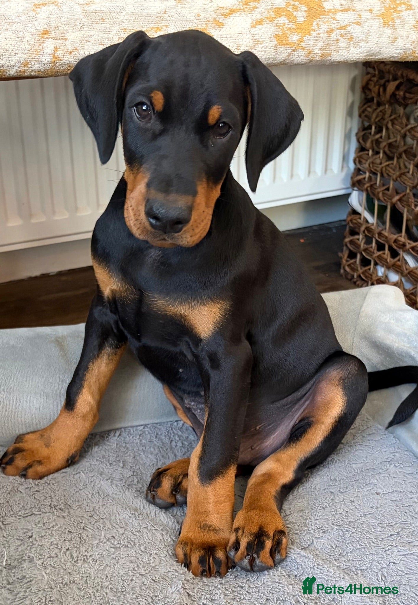Dobermann dogs Outstanding KC Reg Aritaur Dobermann Pups  - Advert 2
